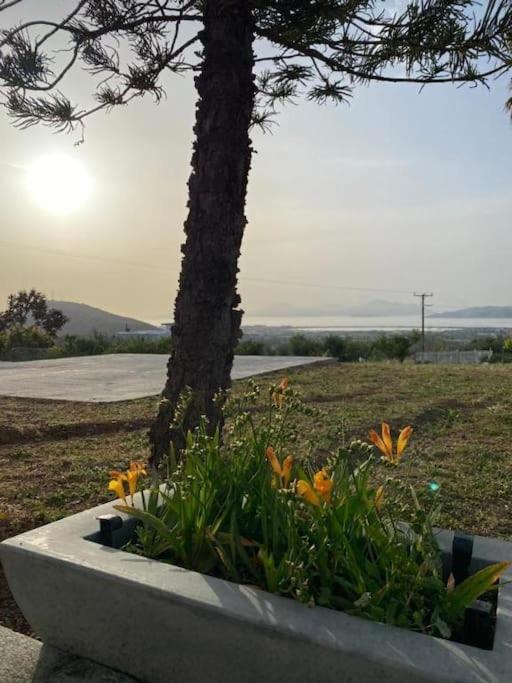 דירה Handra Seaview Agios Dimitrios (Kos)